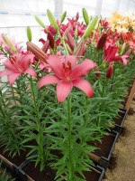 [4042 Cigalon No01.JPG]